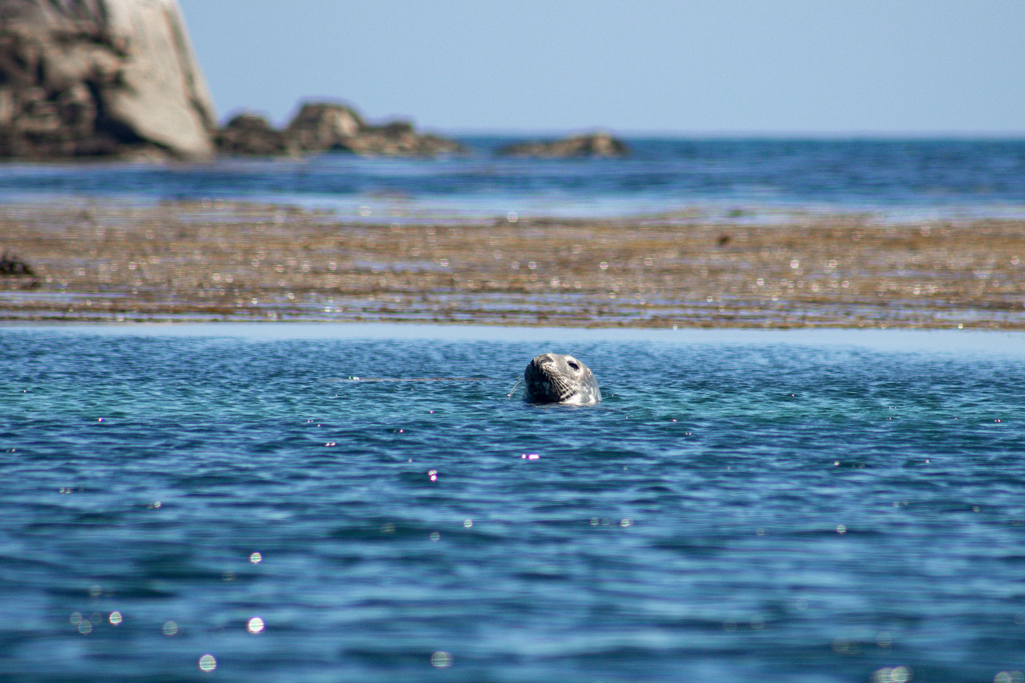 Seal popping its head above the water
