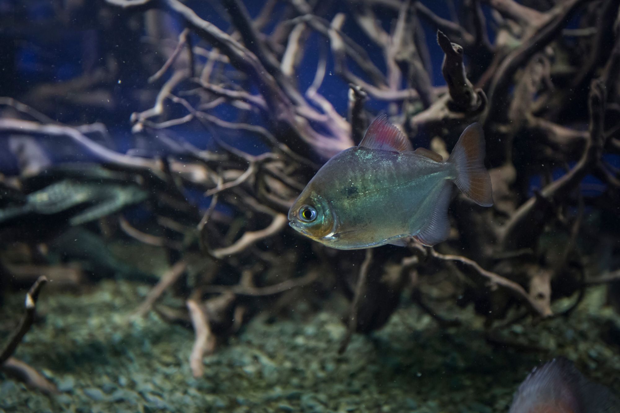 Fish swimming among mangrove roots