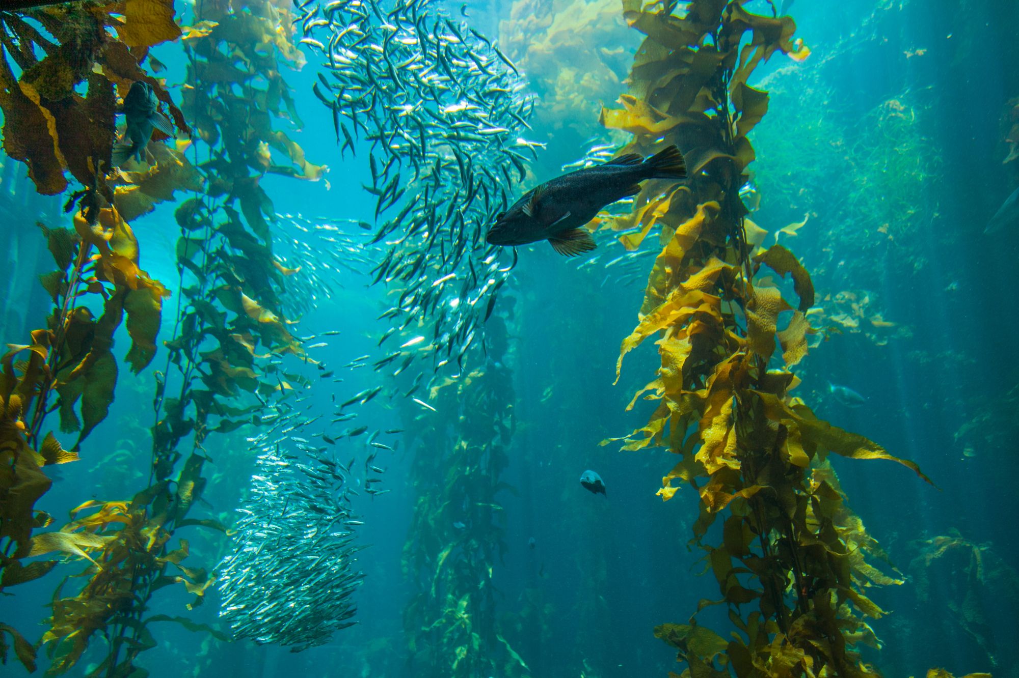Seaweed kelp has a high rate of carbon capture