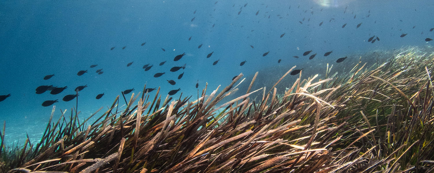 Seagrass and fish