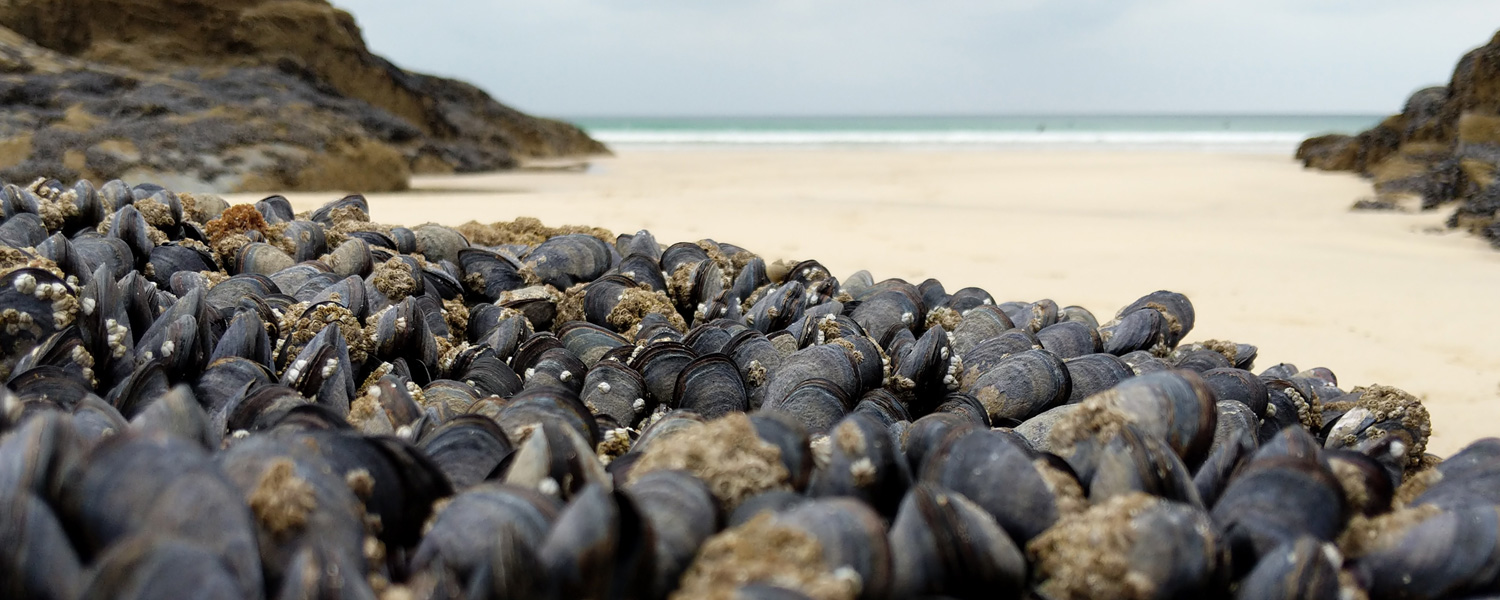 Mussels on Gwithian beach