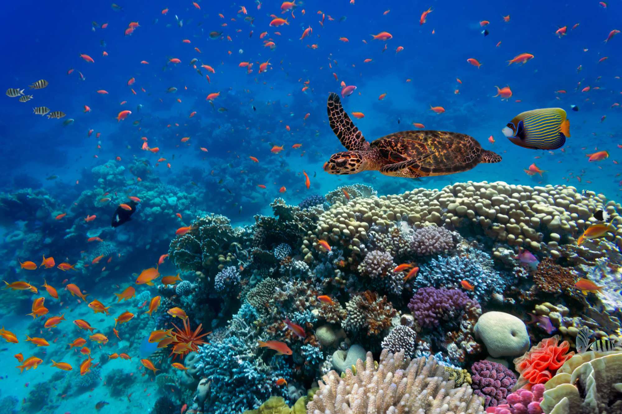 Many species of fish and a turtle swim in the lush corals in the Red Sea in Egypt
