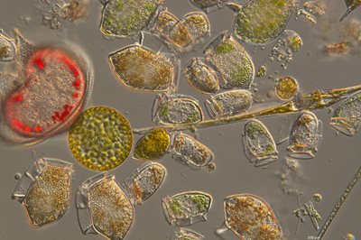 Advanced monitoring of plankton using AI technology receives major funding boost 