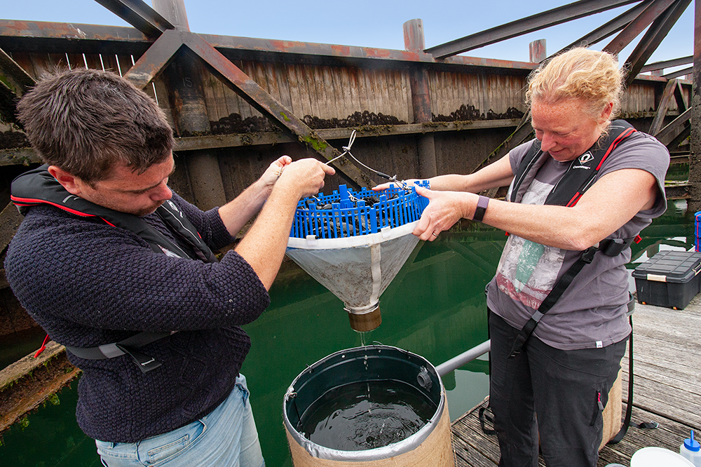 PML scientists Dr Matt Cole and Dr Rachel Coppock setting up a mussel experiment, and a close-up image of mussels