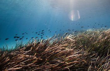 Seagrass in Chalkidiki, a protected species in Greece Photo by Benjamin Jones on Unsplash