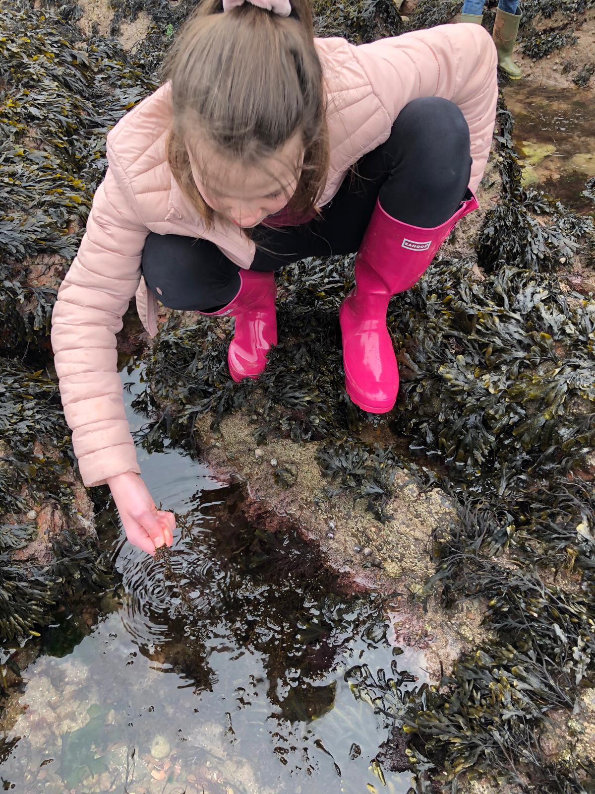 Young girl picking up seaweed from a rockpool