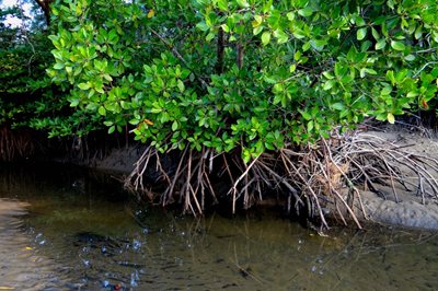 PML contributes to paper on human health and wellbeing benefits associated with mangrove habitats 