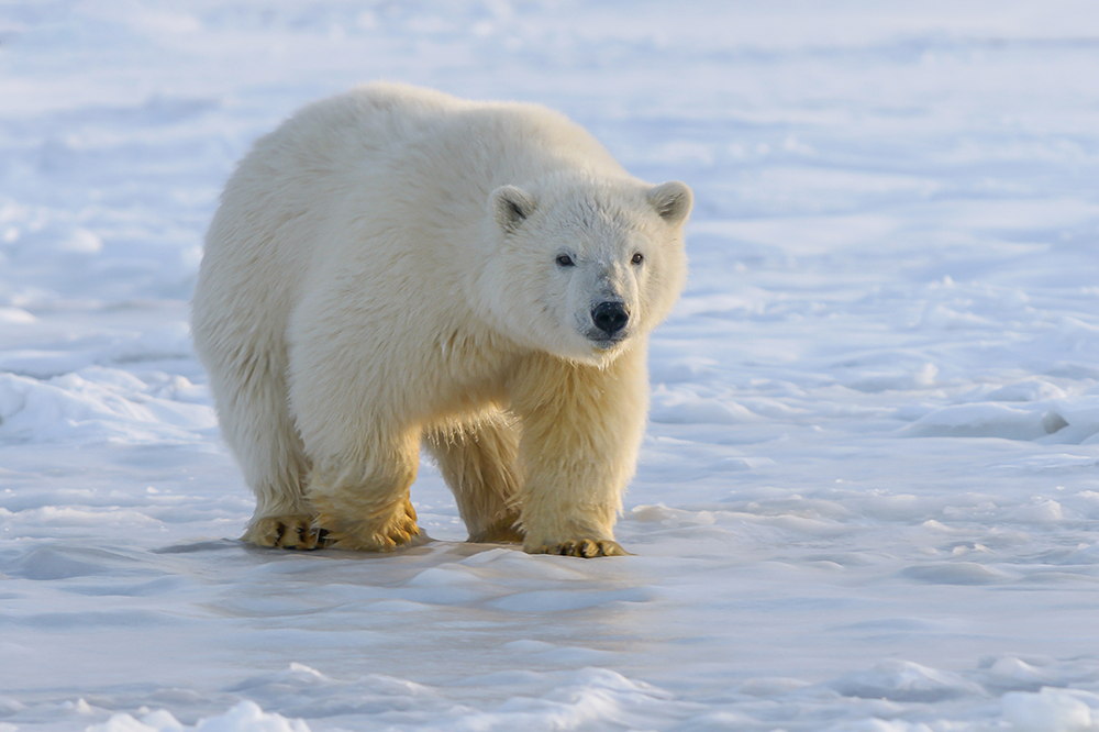 Image of polar bear on ice