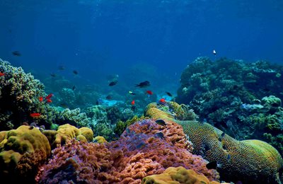 Marine Ecology and Biodiversity