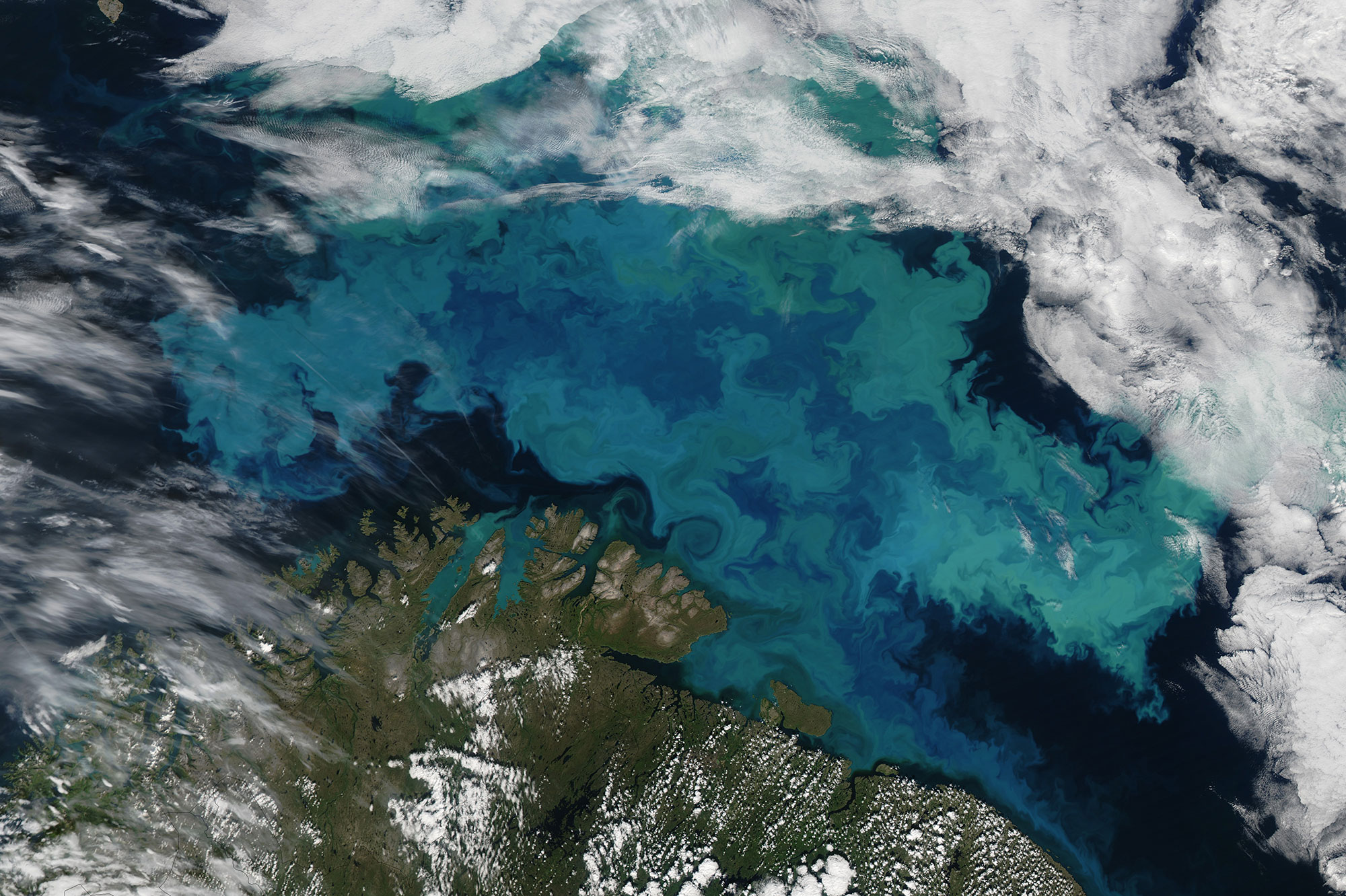 Phytoplankton bloom from space
