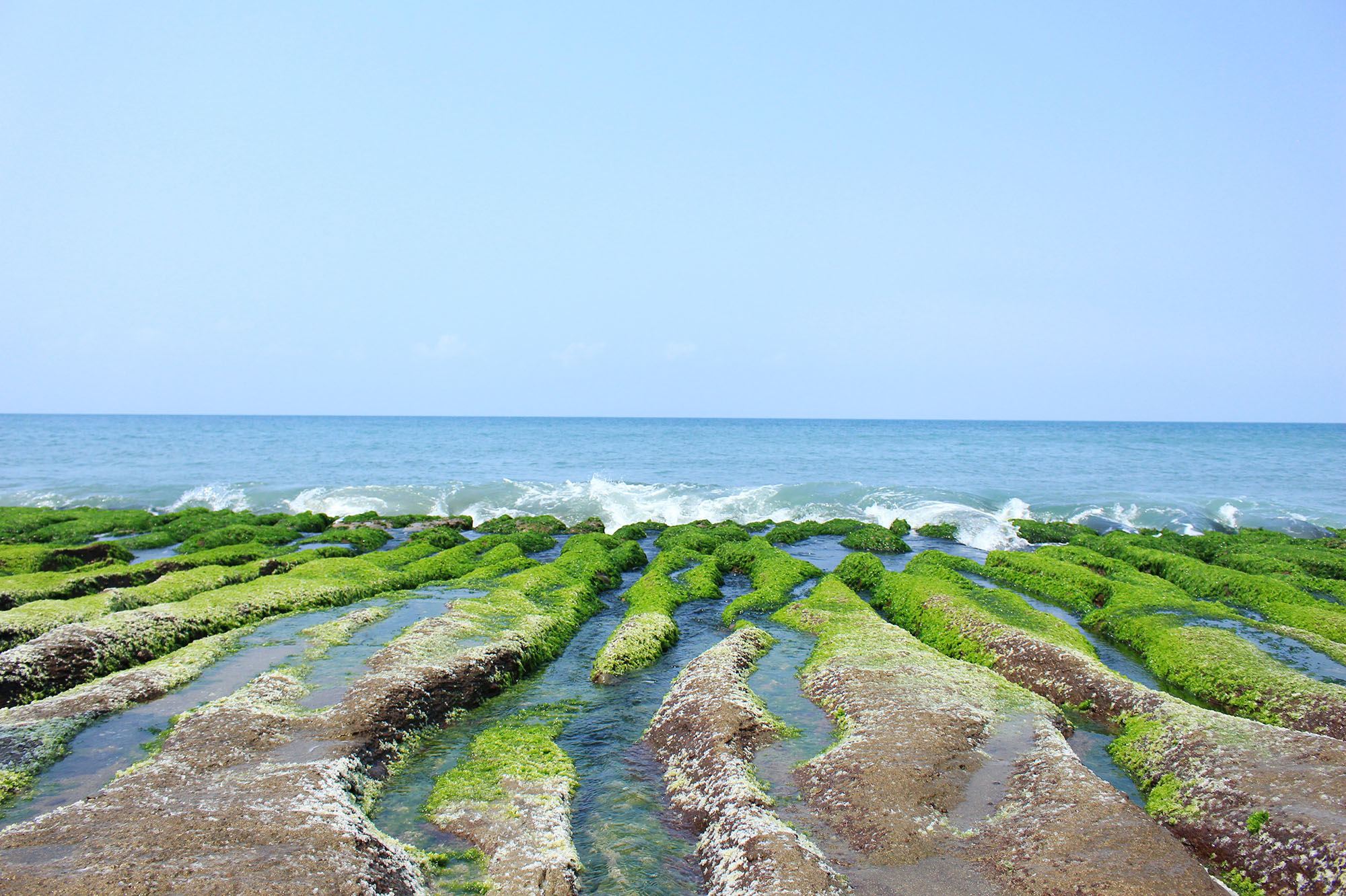 Algae on shoreline. Chang Patrick | Unsplash