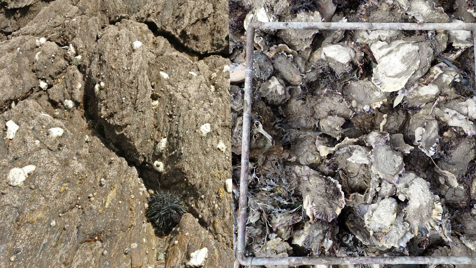 Invasive-Pacific-Oysters.png