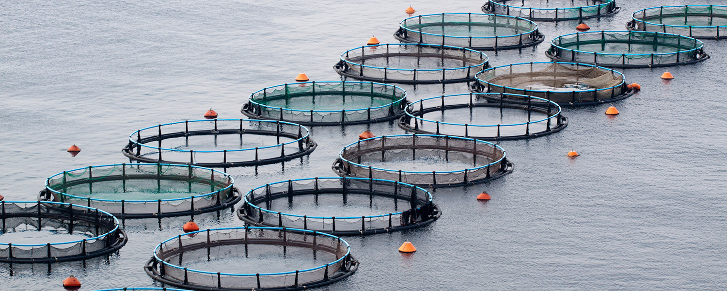 Fish farm