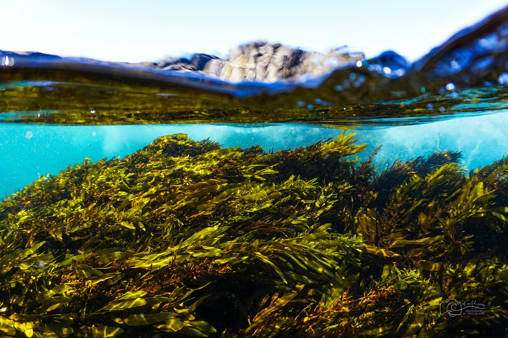 Seaweed under water
