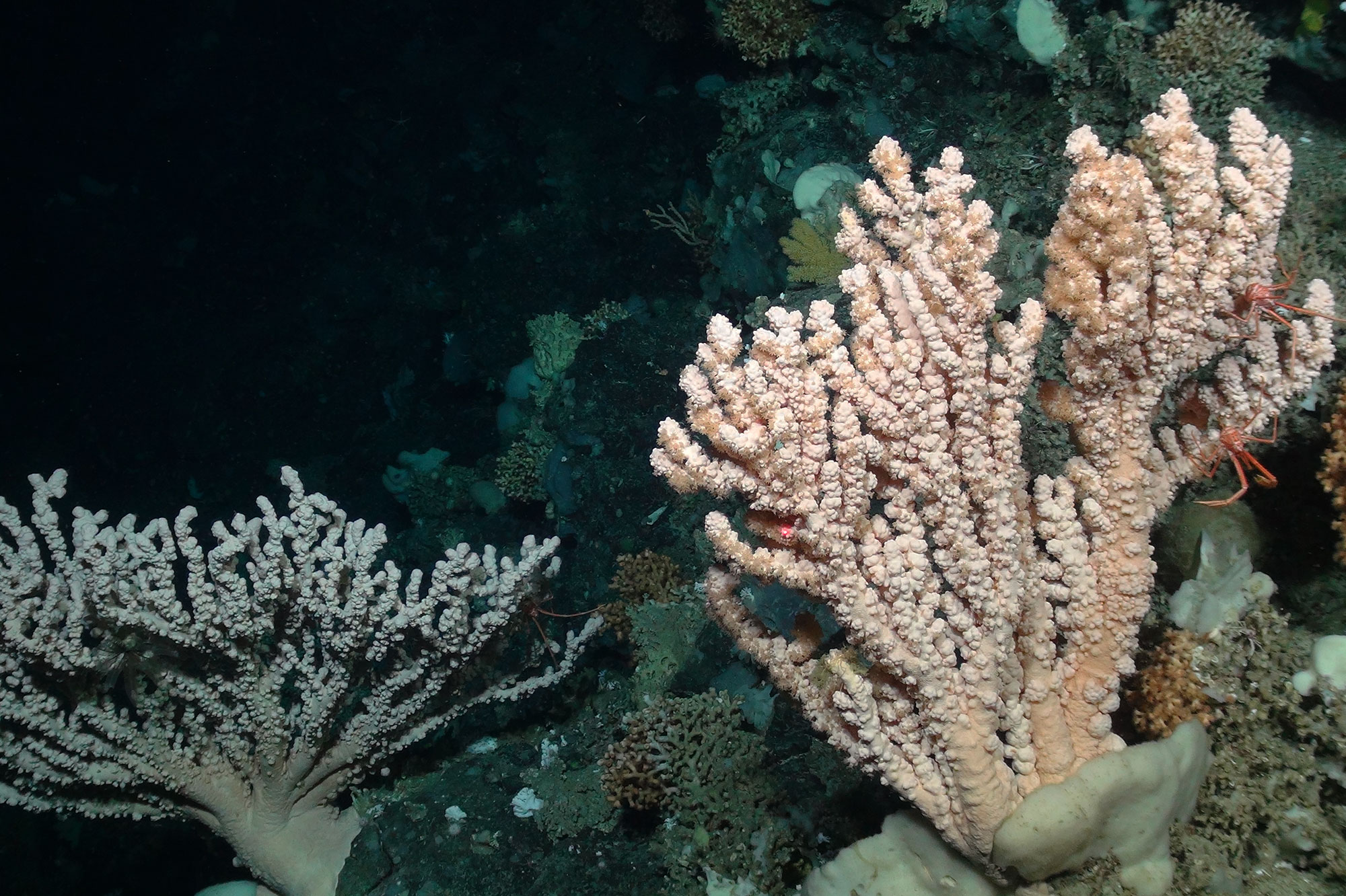 Corals in dark sea