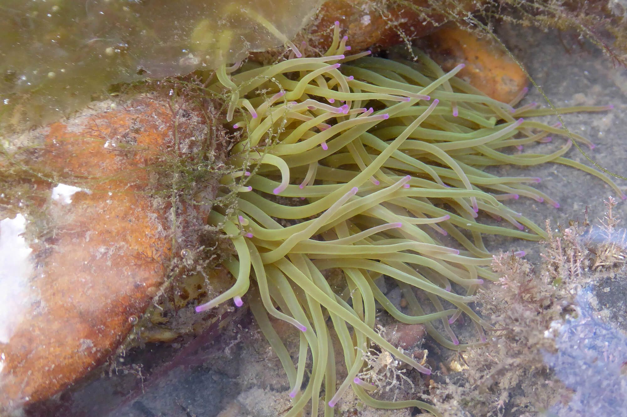 Snakeslock anemone. Peter Corbett via flickr, CC BY 2.0.
