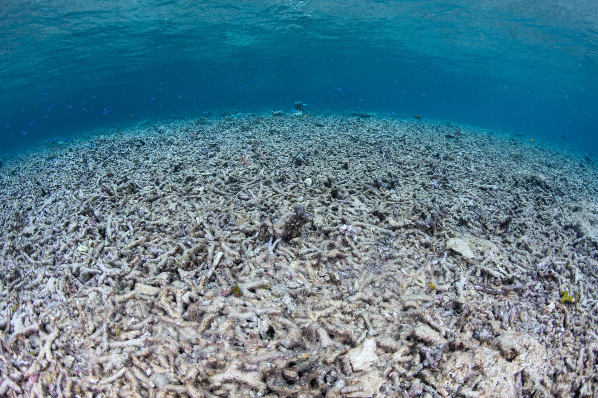 A bleached coral reef