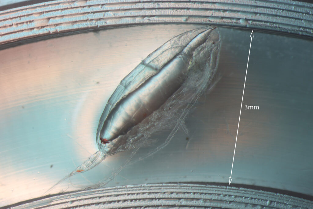 Copepod (Calanoides acutus) collected during the BIOPOLE cruise to South Scotia Sea. Jennifer Freer, BAS.
