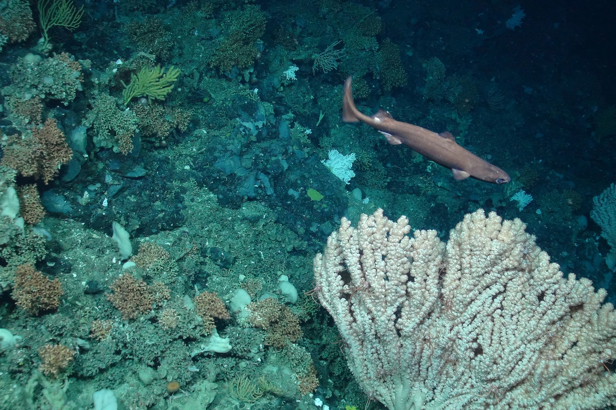 Sea bed and sea fan with a little fish underwater