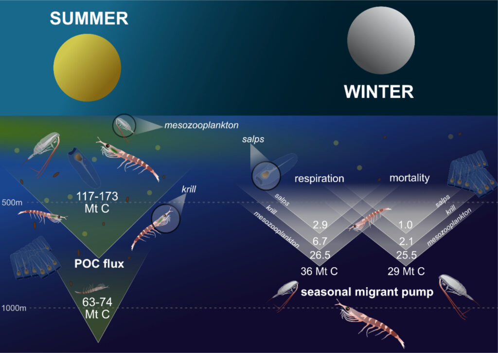 Left panel: The traditional view of how zooplankton transport carbon to depth by eating phytoplankton in surface waters in summer, whereby their waste material (Particulate Organic Carbon, POC) sinks passively to great depth, thereby storing the carbon for thousands of years. Right panel: This new study shows that a winter process known as the ‘seasonal migrant pump’ also leads to a substantial deep carbon storage. The zooplankton migrate downwards in autumn to overwinter below 500m where their respiration and death directly inject around 65 million tonnes of carbon annually into the deep ocean
