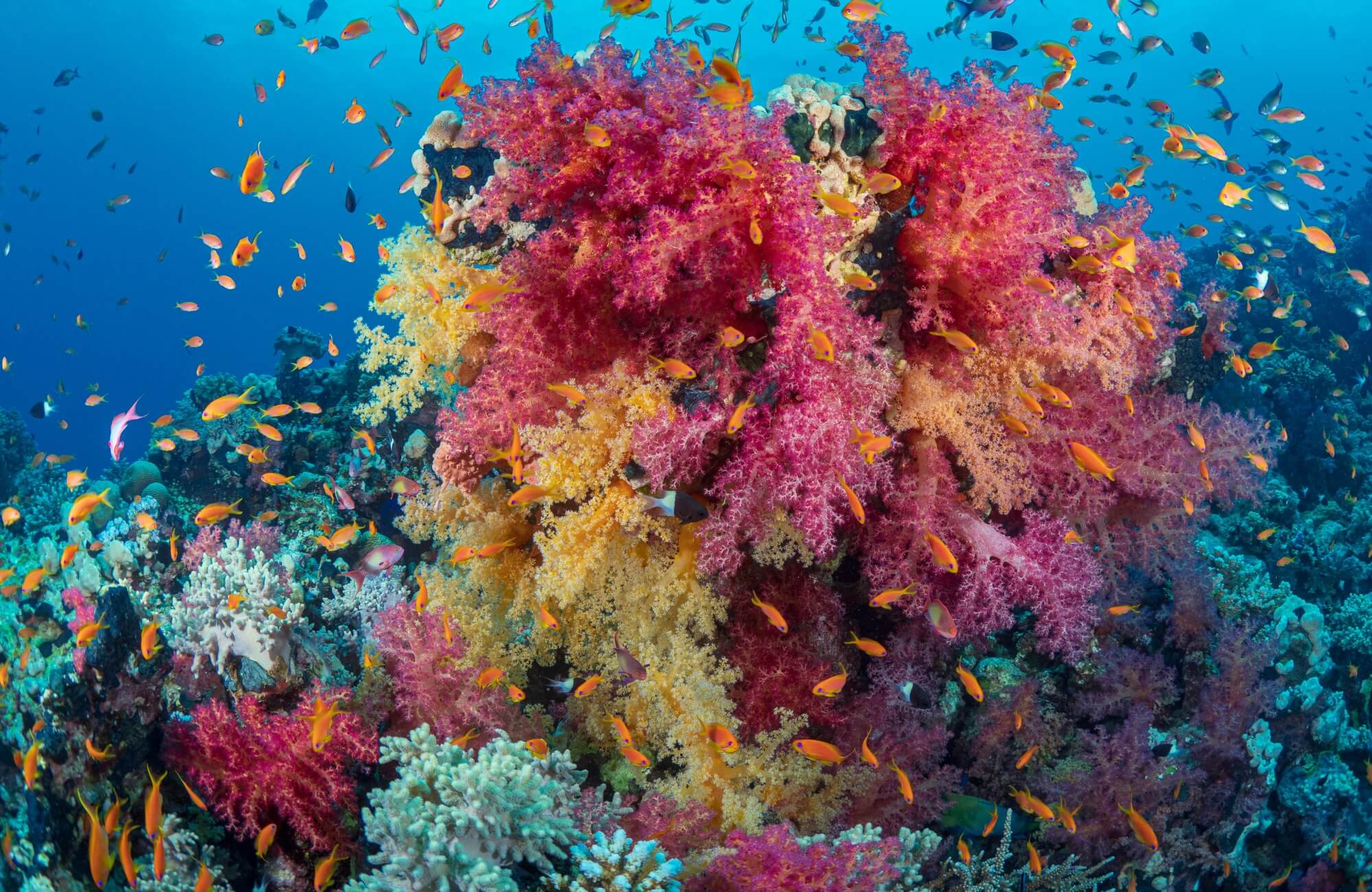 Biodiversity