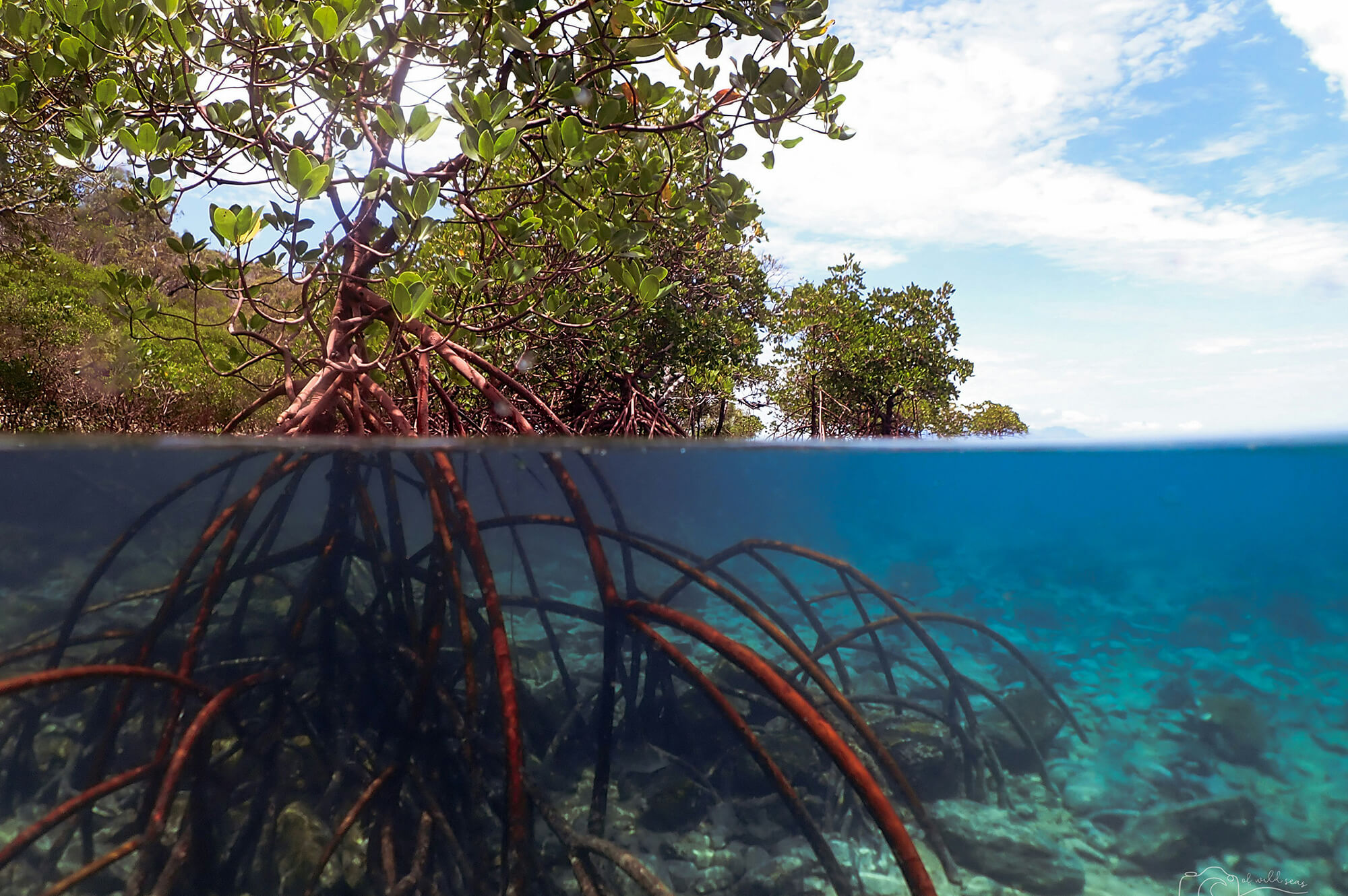 Mangrove. Kristin Hoel | Unsplash