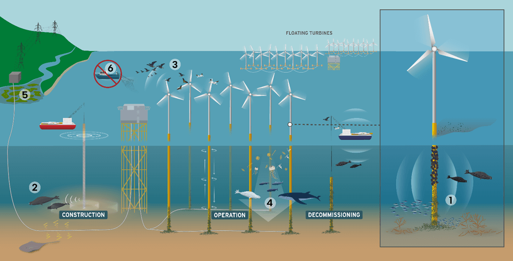 Six ways that offshore wind farms affect species and marine ecosystems. Potential OWF effects and impacts on biodiversity include changes in: 1) Species abundance, biomass & diversity 2) Species behavior, 3) Mortality, 4) Food web alterations, 5) Benthic habitat alterations, and 6) Indirect impacts of e.g. fisheries displacement. Development phases (construction, operation and decommissioning) of fixed OWF shown in the foreground. Floating OWF during operation in the background.
