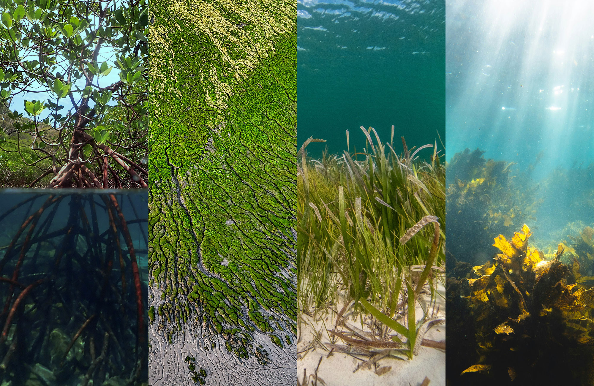 4 images together of a mangrove forest, saltmarsh, seagrass and seaweed.