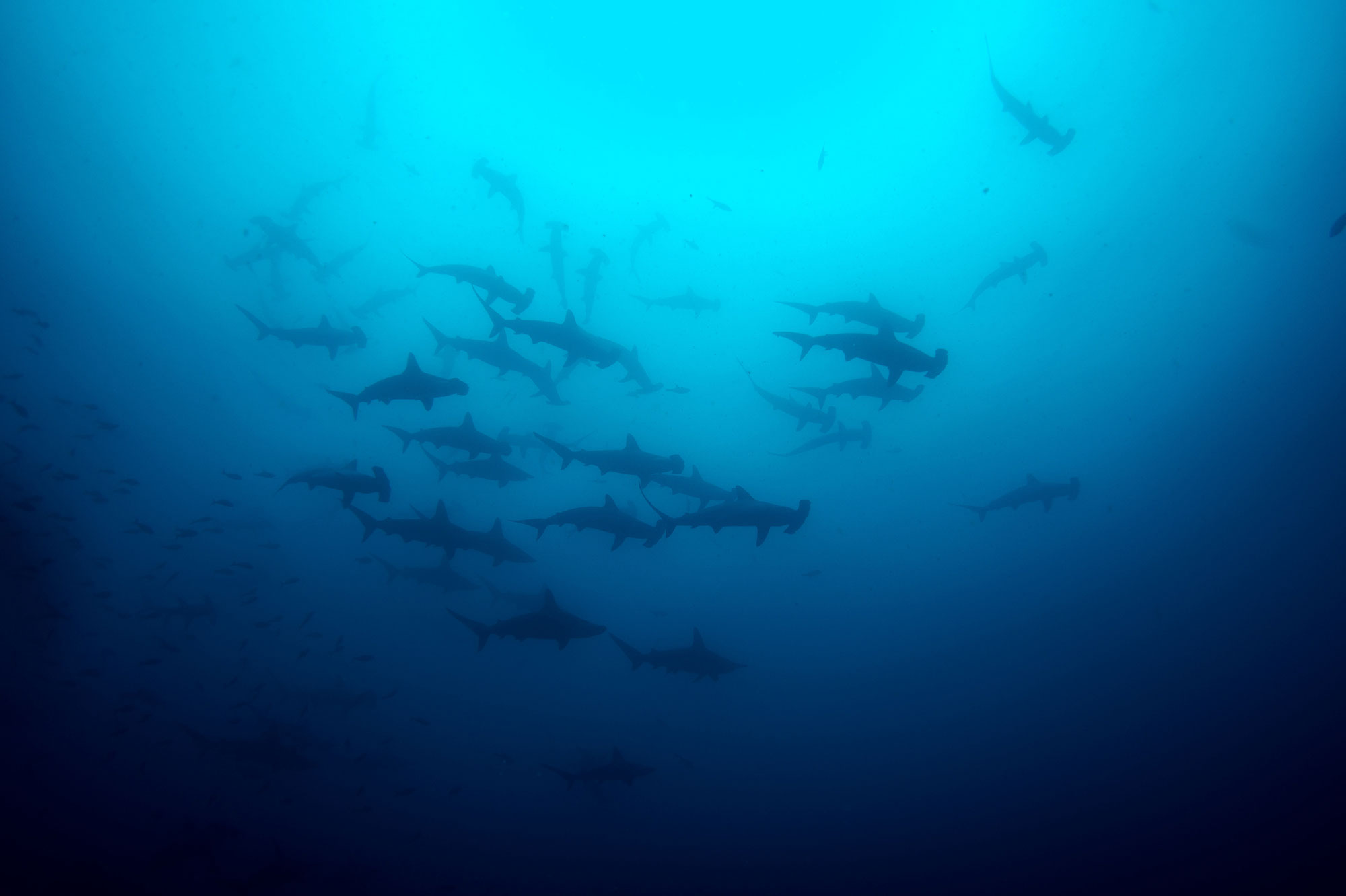 A school of hammerhead sharks swimming in the ocean