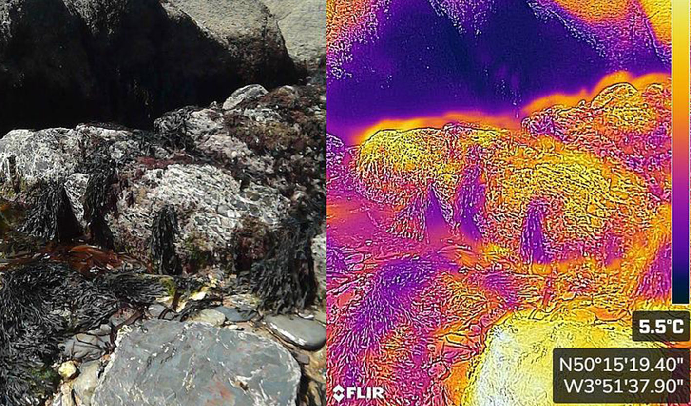 Image showing seaweed and a thermal image next to it.