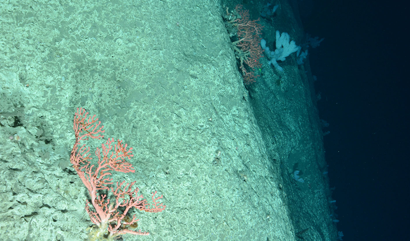 Deep sea sea floor with sea fan coral