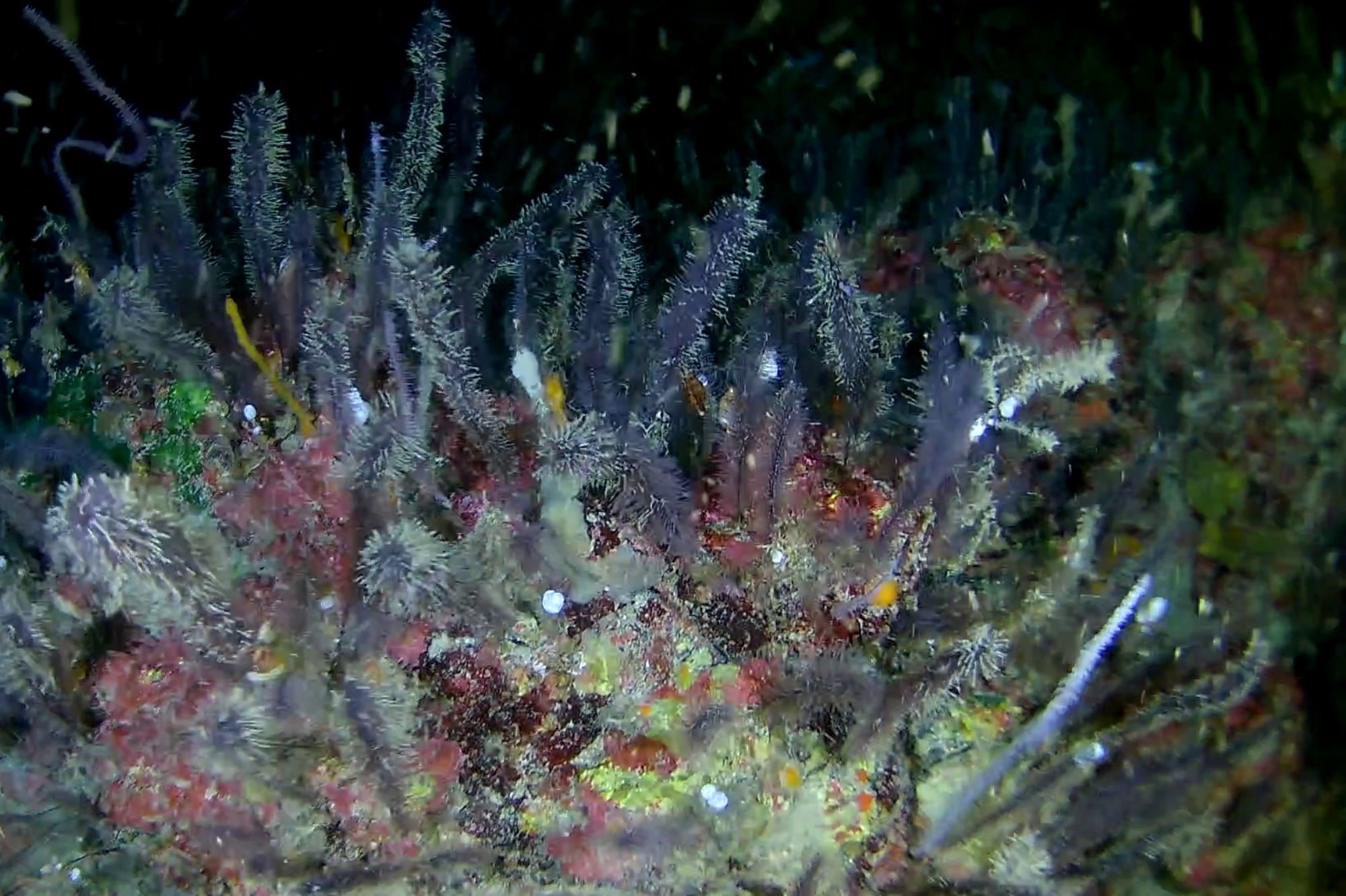 Mesophotic ocean life found in the Ascension Island Marine Protected Area, photographed by members of the DPlus213 funded project during fieldwork from this project last year. Image credit: DPlus213 project. 