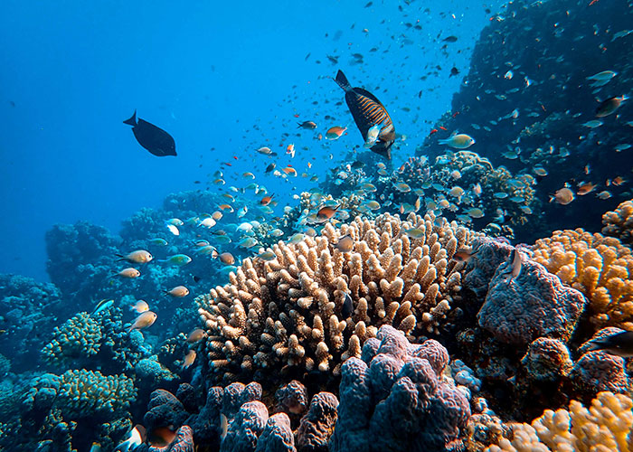 Coral and fish underwater