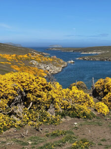 Falklands landscape. Image by Andy Rees