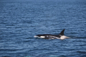 Orca in the Falklands waters. Image by Andy Rees
