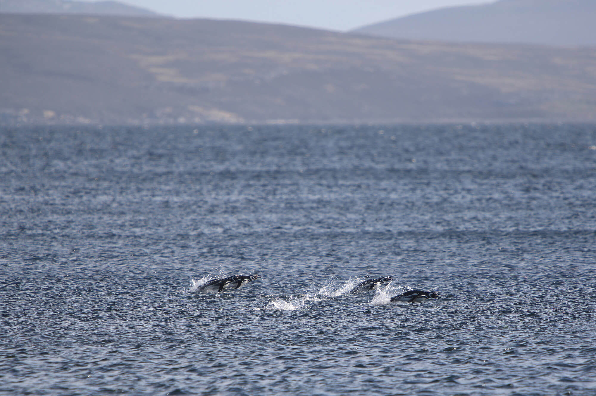 Penguins swimming off the coast of the Falkland Islands. Image by Ian Brown
