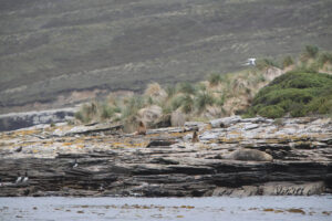 Sea lions and coastal birds of the Falklands. Image by Andy Rees