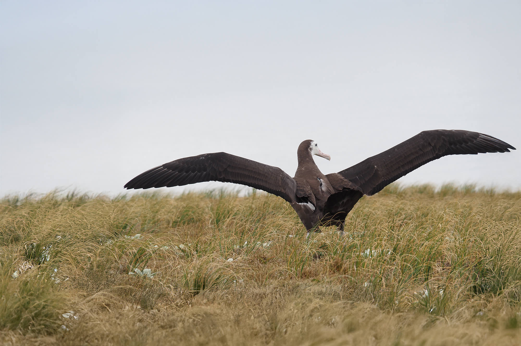 Albatross chick with satellite tag. Kath Walker, Graeme Elliott
