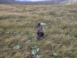 Albatross chick with satellite tag, sitting. Kath Walker, Graeme Elliott