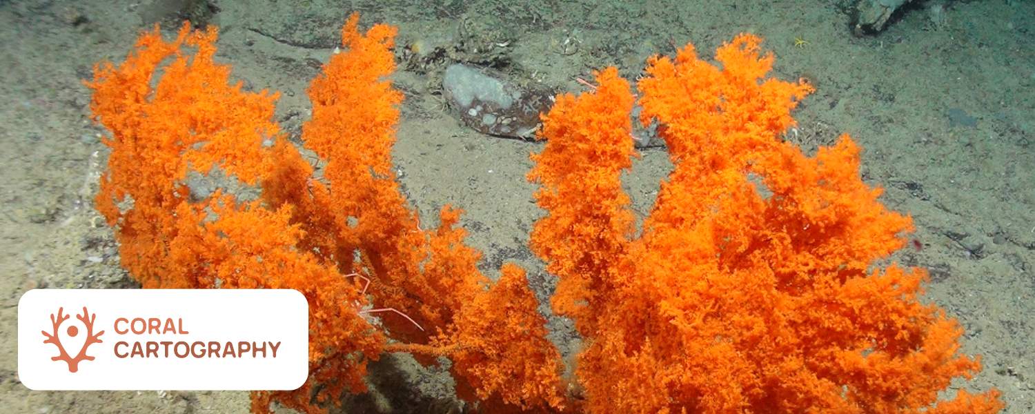 Coral Cartography Project