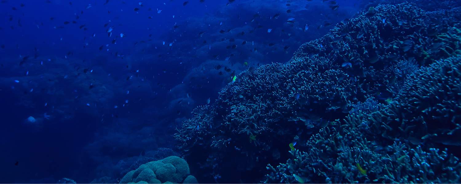 Deep VisioDeep Visionn