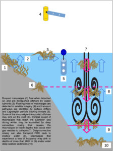 Greenland's macroalgae transport infographic