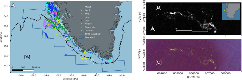 [A] Locations of floating mats of macroalgae color-coded by month. Also shown are the combined footprints of the Sentinel-2 tiles and the 1000m isobath (dashed black line). Floating algae index [B] and true color [C] Sentinel-2 image from 19 August 2020 showing the largest individual mat of floating macroalgae detected with an area of 221,900 m2. The inset in [B] shows the location of the mat.