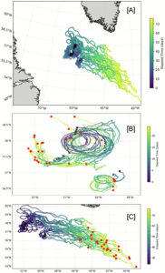 [A] The trajectories of 30 Hereon drifters in the Labrador Sea. Drifters were deployed in late August 2022 and recorded their positions for ∼75 days. [B] Drifters were initially entrained into mesoscale eddies, where they remained for the first 24 days. [C] After leaving the eddies, the drifters were transported to the southeast, while also exhibiting looping behaviors. Black ‘X'-s and red circles denote starting and ending points, respectively, of the trajectories considered.