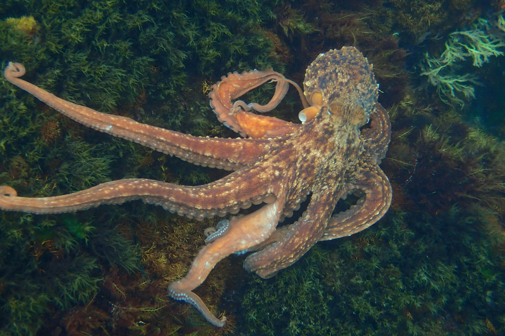 Common Atlantic Octopus (Octopus vulgaris). Flavien Saboureau (CC BY)