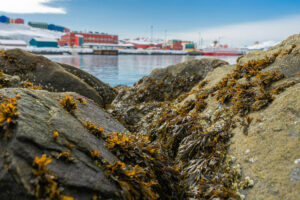 Greenland's coastal seaweed. Piitannguaq Egede | Unsplash