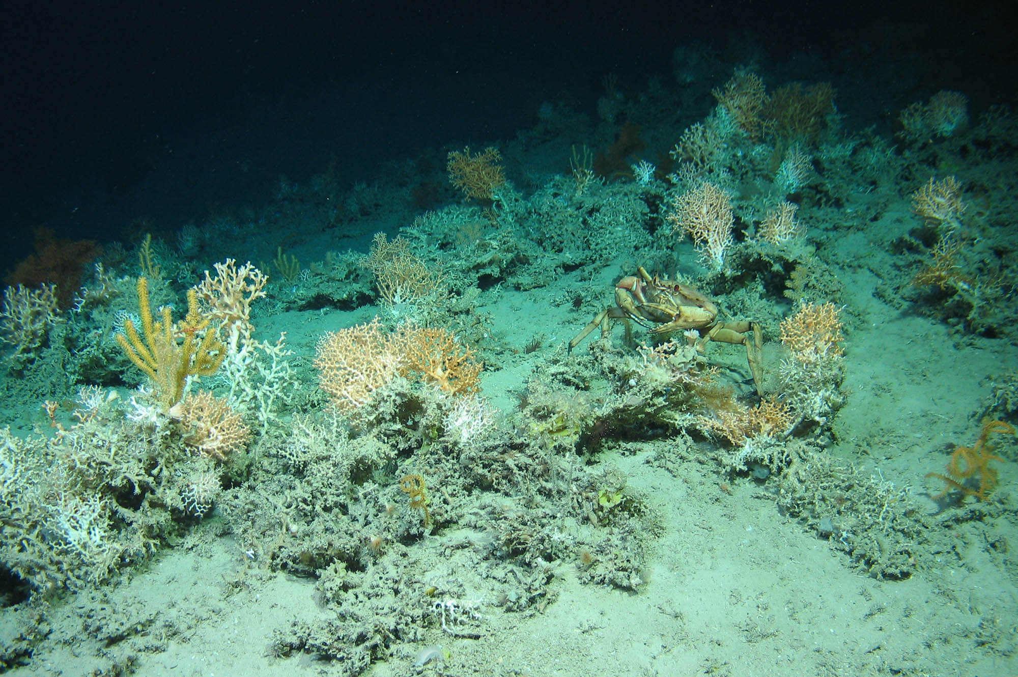 Deep seabed. Image courtesy of Eurofleets 2, Marine Institute, University of Plymouth
