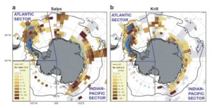Gridded mean density of (a) salps (from 5800 stations) and (b) krill (8734 stations) based on post-1976 climatologies for December–March. Stations (blue dots) were matched to optical water types and are plotted on a 2° latitude by 5° longitude grid. Blue lines: 10–90°W Atlantic sector, which was analysed separately from the remaining Indian-Pacific sector.