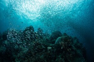 Fish in the ocean
