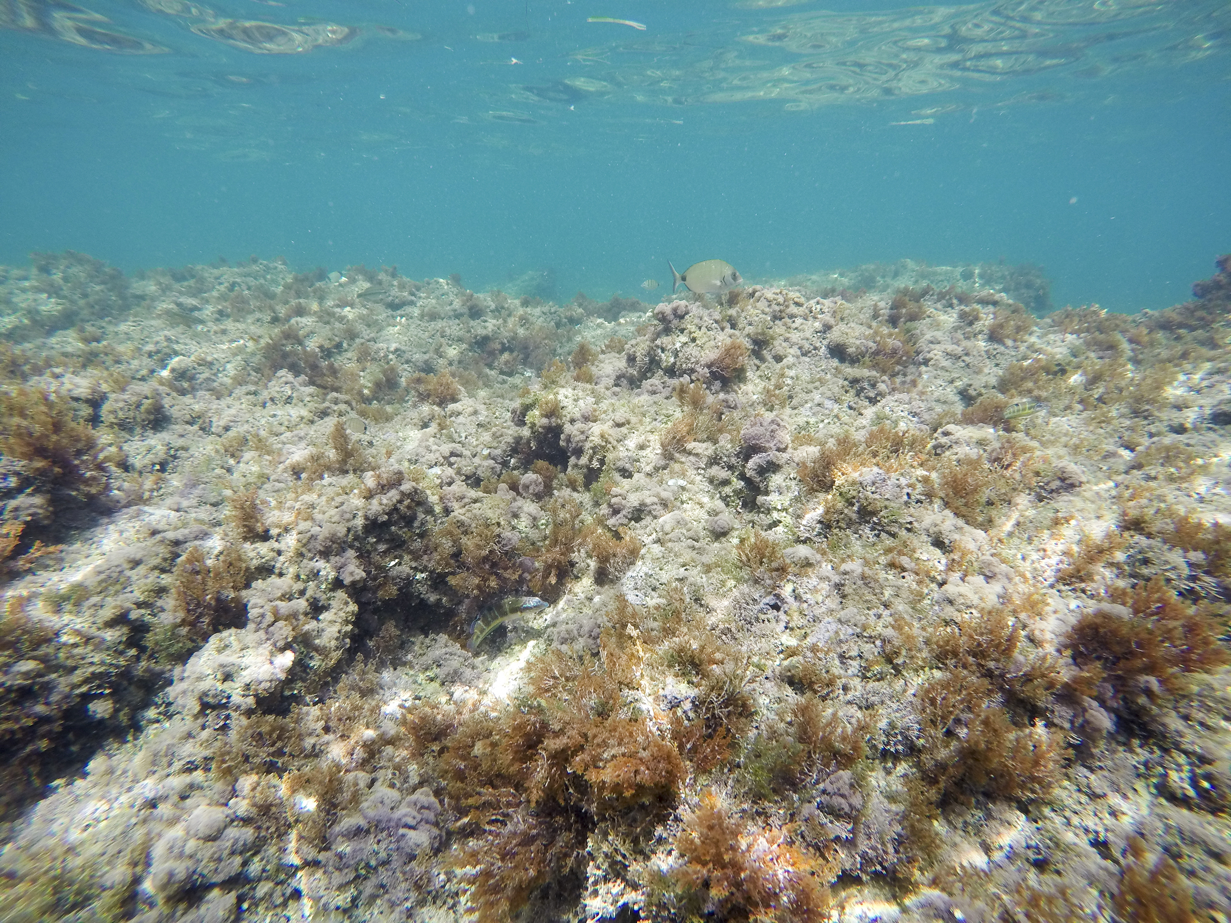 Coral bleaching under ocean